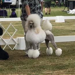 Amore - Poodle