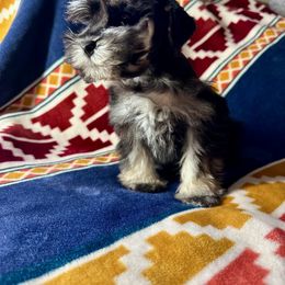 Miniature Schnauzer Puppies from Cali Sun-kissed Schnauzers