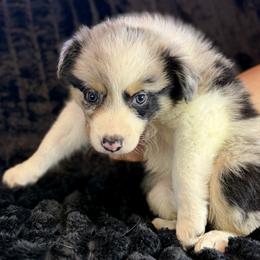 Atlas - Blue merle male Border Collie puppy in East Ellijay, Georgia from Nine Peaks Border Collies