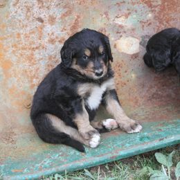 Bernedoodle and Bernese Mountain Dog Puppies from Basin Berners