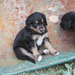 Bernedoodle and Bernese Mountain Dog Puppies from Basin Berners