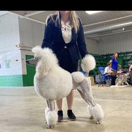 Poodle All Grown Up from Purley Poodles