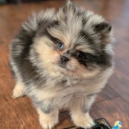 Noah - Blue merle male Pomeranian puppy in Danielsville, Georgia from PassionatePomPoms