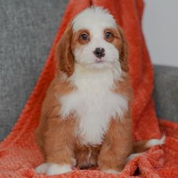 Allie - Red female Bernedoodle puppy in Dundee, Ohio from Down Home Doodle
