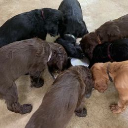 Chesapeake Bay Retrievers and English Cocker Spaniels from Schillings Gun Dogs