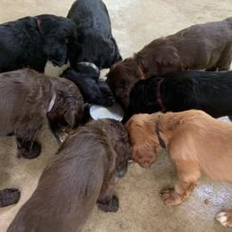 Chesapeake Bay Retrievers and English Cocker Spaniels from Schillings Gun Dogs