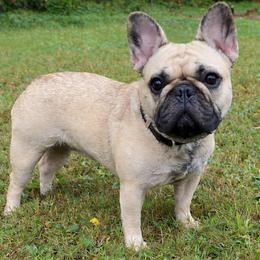 Bambi - French Bulldog