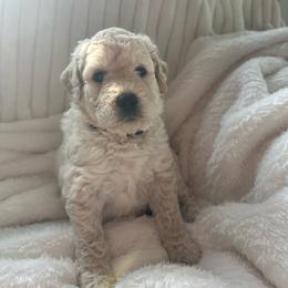 Sandy (petite) - Cream female Goldendoodle puppy in Glennville, Georgia from Pickle Creek Kennels
