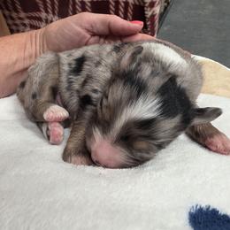 BMM - Blue merle male Miniature Australian Shepherd puppy in Leonard, Texas from Tin Roof Aussies