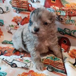 Boba - Blue merle male Pomeranian puppy in Northport, Alabama from 007 Hamilton Pomeranians