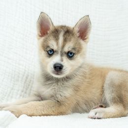 Prince - Wolf sable male Pomsky puppy in Spring City, Pennsylvania from Pomsky Power Puppies