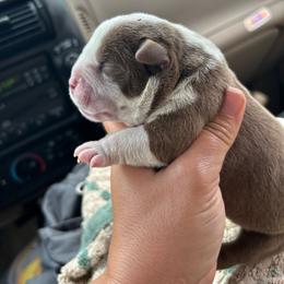 Male 2 - Chocolate tri-color male American Bully puppy in Orlinda, Tennessee from SimplyBullies