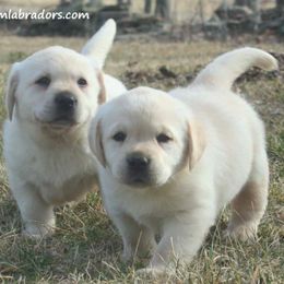 Labrador Retriever Puppies from Endless Mt. Labradors