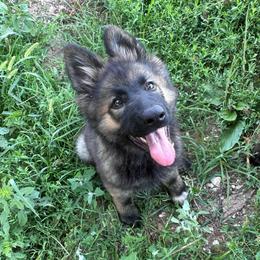 Laika - Sable female German Shepherd puppy in New Cambria, Missouri from Des Hausraben Shepherds