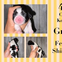 Greta - Brindle female Shih Tzu puppy in Eunice, Louisiana from 4J's Cajun Kennels