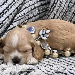Cocker Spaniel Puppies from Inspirational Treasures