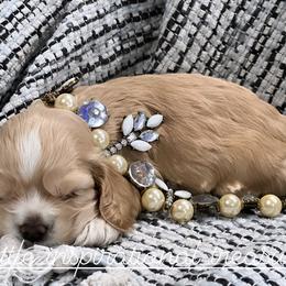 Cocker Spaniel Puppies from Inspirational Treasures