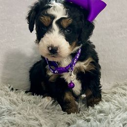 Twix - Tri-color female Bernedoodle puppy in Lancaster, Missouri from Cavapoo Acres