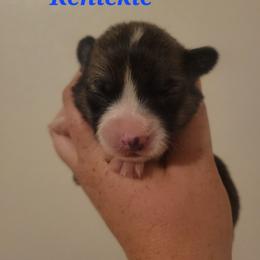 Kenickie - Sable male Pembroke Welsh Corgi puppy in Montague, California from Shasta Valley Pembrokes