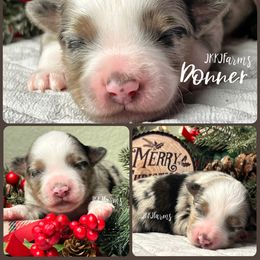 (2) Donner, BMM - Blue merle male Miniature American Shepherd puppy in Huntington, Texas from JKKJ Farms