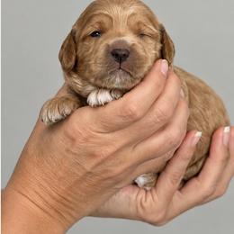 Pumpkin - Apricot female Goldendoodle puppy in O'fallon, Missouri from Rockin R Doodles