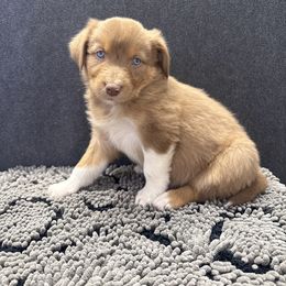 Ginny Weasley - Red tri-color female Australian Shepherd puppy in Smithfield, Utah from C&C Ranch