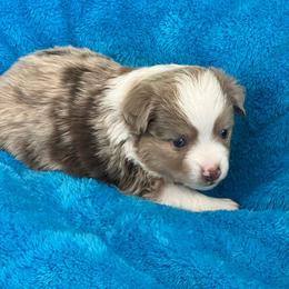 Caleb - Red merle male Miniature Australian Shepherd puppy in Norco, California from River Springs Aussies