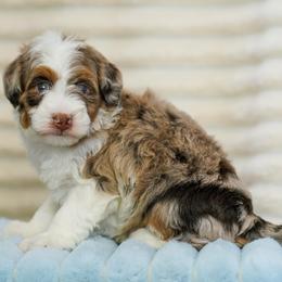 Scout - Chocolate merle female Bernedoodle puppy in Dundee, Ohio from Down Home Doodle