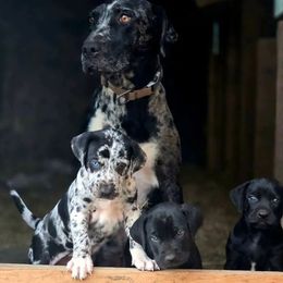 Peach Tree's Wednesday - Catahoula Leopard Dog