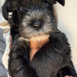 Zellie - Black female Miniature Schnauzer puppy in Frankford, Delaware from Miniature Schnauzers of Delmarva
