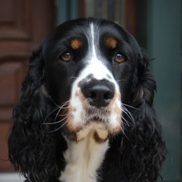 Skia - English Springer Spaniel