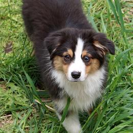 Miniature Australian Shepherds and Toy Australian Shepherds from Shebang Aussies