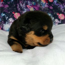 Rottweiler Puppies from Von Hunter Rottweilers