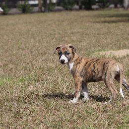Whippet Puppies from Wise Heart Whippets