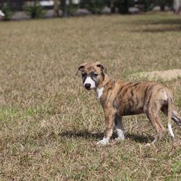 Whippet Puppies from Wise Heart Whippets