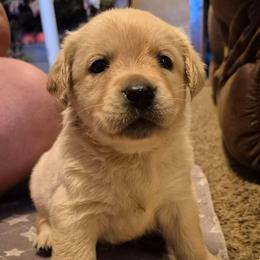 Girl 3 - Light Yellow Smaller Female - Yellow female Labrador Retriever puppy in Latrobe, Pennsylvania from Stone Shoe Ranch Labrador Retrievers