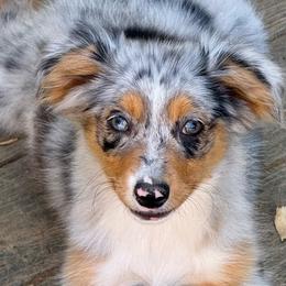 Aurora - Blue merle female Miniature Australian Shepherd puppy in Patterson, North Carolina from DreamLine Aussies