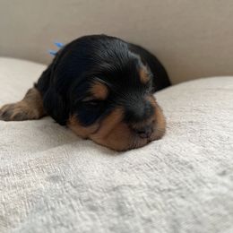 Boy 3 - Black phantom Aussiedoodle puppy in Bend, Oregon from Bella Ridge Farms & Dapper Doodles