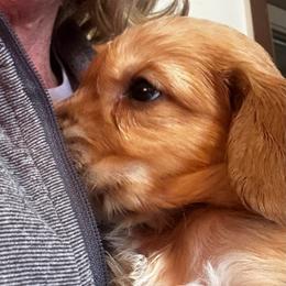 Mr Brown - Dark golden male Golden Retriever puppy in Stratton, Colorado from Anam Cara Retrievers