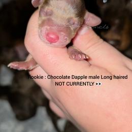 Rookie - Dapple male Dachshund puppy in Quitman, Mississippi from S-and-A Kennels