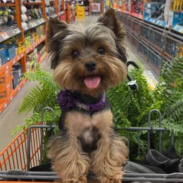 Charlie - Yorkshire Terrier