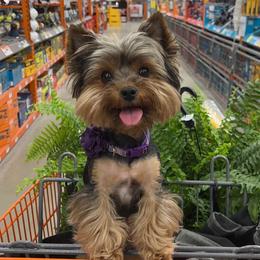 Charlie - Yorkshire Terrier