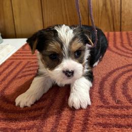 Girl 3 - Parti female Yorkshire Terrier puppy in Bear Creek, North Carolina from Yorkie Time