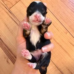 Tricolor Female 1 - Tri-color female Bernedoodle puppy in Brooksville, Florida from Kruger Doodles