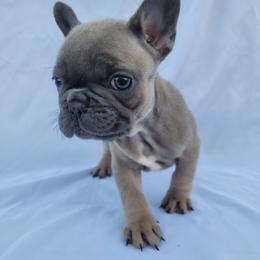 Millie (Girl 1) - Blue fawn female French Bulldog puppy in Neosho, Missouri from Norris Frenchies