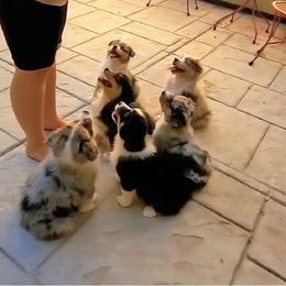 Australian Shepherd Puppies from Winsome Aussies