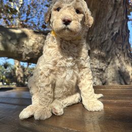 HALEAKALA - Cream female Goldendoodle puppy in Fruitland Park, Florida from Mount Doodles