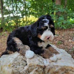 Hank - Tri-color male Bernedoodle puppy in Narvon, Pennsylvania from Beartown Doodles