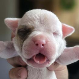 Heath - White and tan male American Bulldog puppy in Three Rivers, Michigan from Jemms Kennels