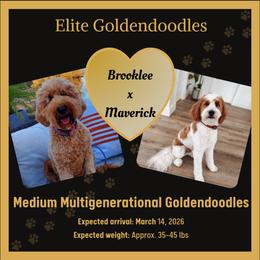 Goldendoodle puppies from Elite Goldendoodles and Bernedoodles